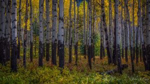 Aspen Grove